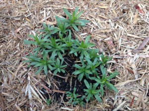 Our tarragon plant, soon after it had emerged from its winter hibernation