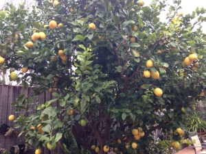 Lemon tree