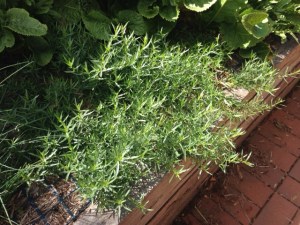 Tarragon 2016